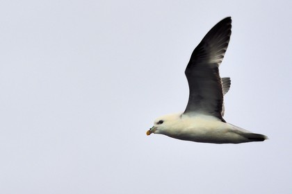 Groenland, cote Nord-Ouest, mer de Baffin, Fulmar boréal (Fulmarus glacialis)