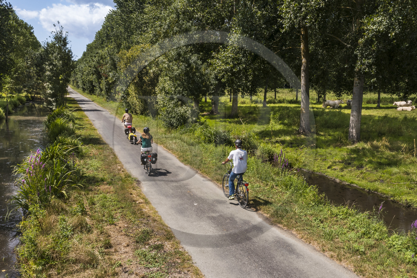 France, Deux-Sèvres, le Marais Poitevin, Green Venice, Sansais, bicycle journey along the Sevre Niortaise River banks on the Vélo Francette cycle path (aerial view)