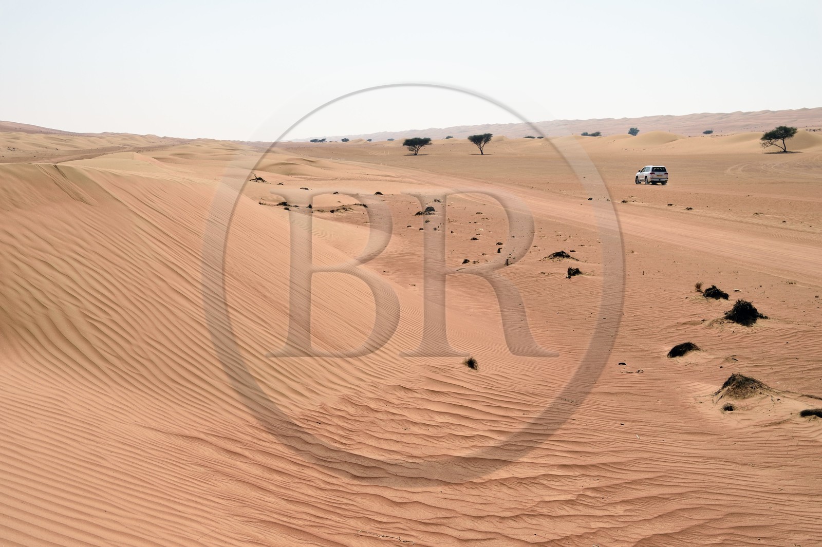 Sultanat d'Oman, gouvernorat de Ash Sharqiyah, désert des Wahiba Sands ou Sharqiya Sands, 4x4 sur la piste qui slalome entre les dunes de sable