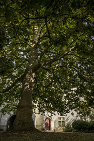 France, Loire Atlantique, Nantes, Bouffay district, Gothic manor of La Psallette (15th century) in the Psallette gardens