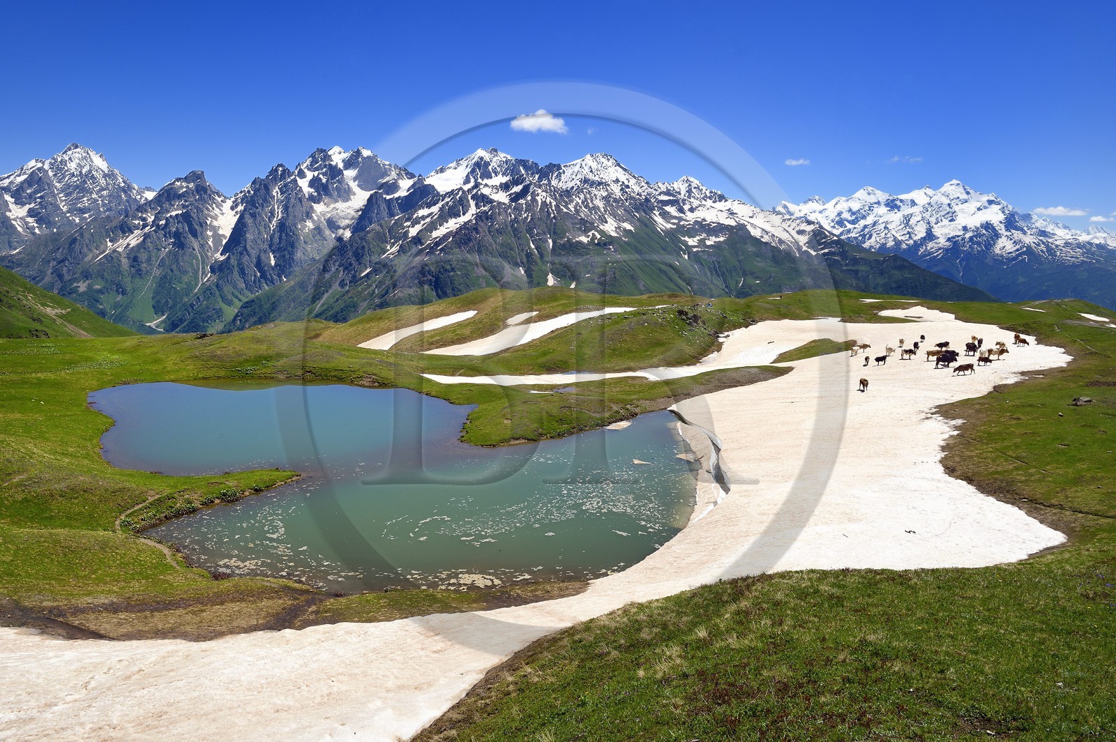 Géorgie, Haute Svanétie (Zemo Svaneti), Mestia, troupeau de vache autour du lac Koruldi sur les contrefort du mont Ouchba (Ushba)