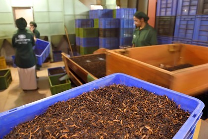 Sri Lanka, center province, Kandy, Pilimathalawa, Embilmeegama Tea Factory