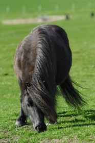 Royaume-Uni, Ecosse, les Shetland, poney typique des Shetland