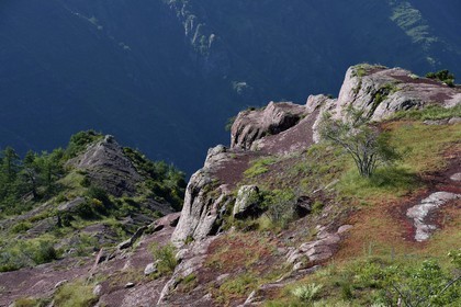 France, Alpes Maritimes, Mercantour Massif, L'Ilion, on the heights of the Gorges of Cians in red lutite soil