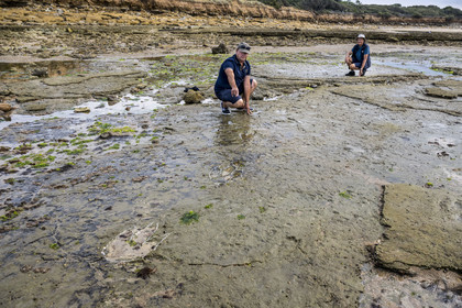 France, Vendée (85), Talmont Saint Hilaire, la Pointe du Payré, foreshore of the Veillon site at low tide, Didier Neault on the left and Jack Guichard on the right mark with chalk the tridactyl fossil traces of bipedal dinosaurs dated around 200 million years old
