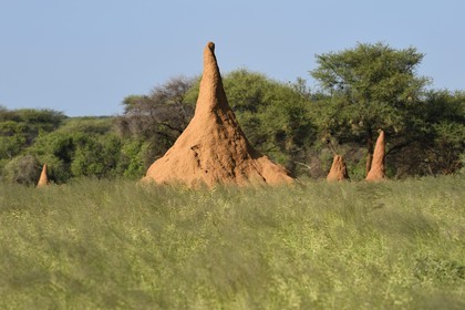 Namibie, région de Otjozondjupa, Otjiwarongo, termitière