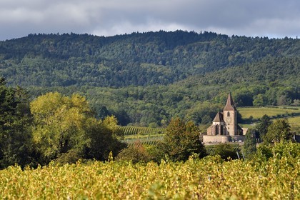 France, Haut Rhin, the Alsace Wine Route, Hunawihr, labelized the Most Beautiful Villages of France, the 14th century fortified church Saint Jacques le Majeur surrounded by vineyards