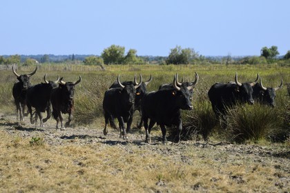 France, Bouches du Rhone, Parc naturel regional de Camargue (Regional Natural Park of Camargue), manade Jacques Mailhan, Camargue bulls called Raco di Biou