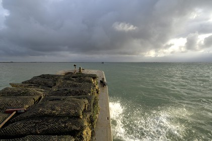 France, Charente-Maritime (17), le bassin Marrennes-Oléron au large de l'Ile d'Oléron