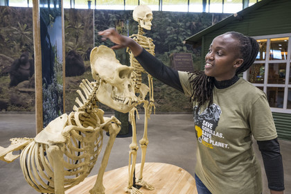 Rwanda, Province du Nord, District de Musanze (Ruhengeri), Kinigi, Campus Ellen DeGeneres du Dian Fossey Gorilla Fund, le Cindy Broder Conservation Gallery avec une exposition éducative immersive, la zoologiste rwandaise Nadia Niyonizeye nous explique le squelette du gorille male