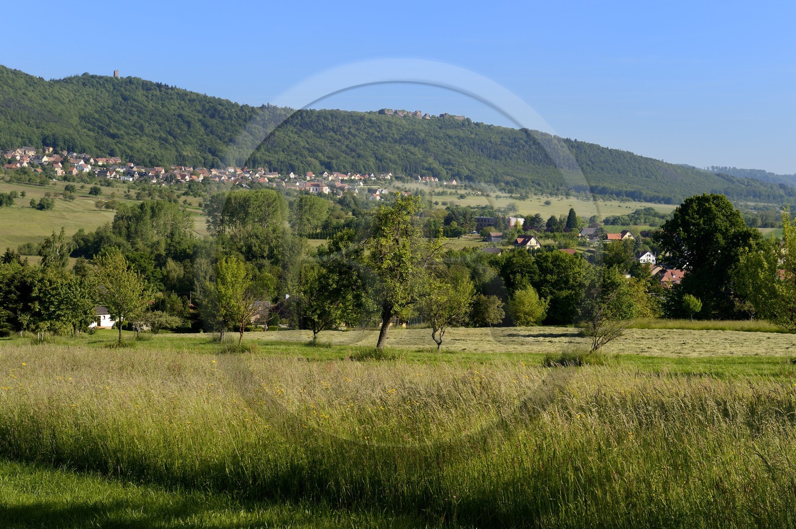 France, Bas-Rhin (67), Haegen, paysage champêtre avec en arrière plan le chateau du Haut-Barr