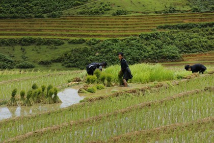 Vietnam, Lao Cai province, Sapa district, Ta Phin valley,  rice plantations in terraces, Black Hmong minority women pricking out the rice