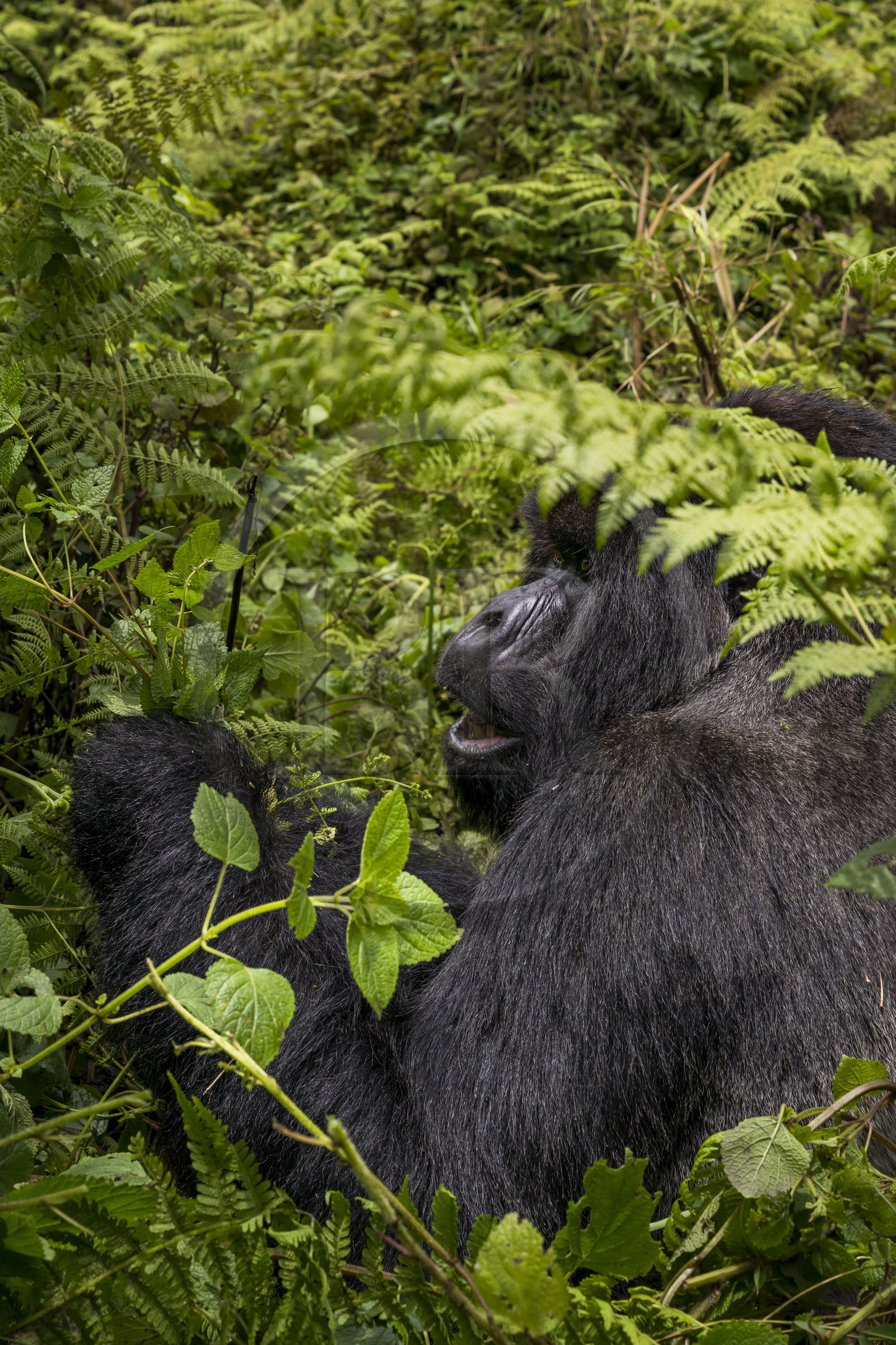 Rwanda, Province du Nord, Parc National des Volcans dans la chaine des Monts Virunga, mont Karisimbi, gorille des montagnes (Gorilla beringei beringei) du groupe Susa, male appelé dos argenté (silverback)
