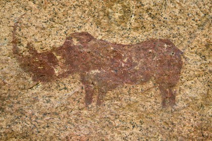 Namibie, région de Erongo, Damaraland, les monts Pondok à l'Est du Spitzkoppe dans le désert du Namib, peintures rupestres sous un surplomb granitique appelé le Paradis du Bushman qui auraient été peintes entre 4.400 av. JC et 100 après JC, représentation d'un rhinocéros