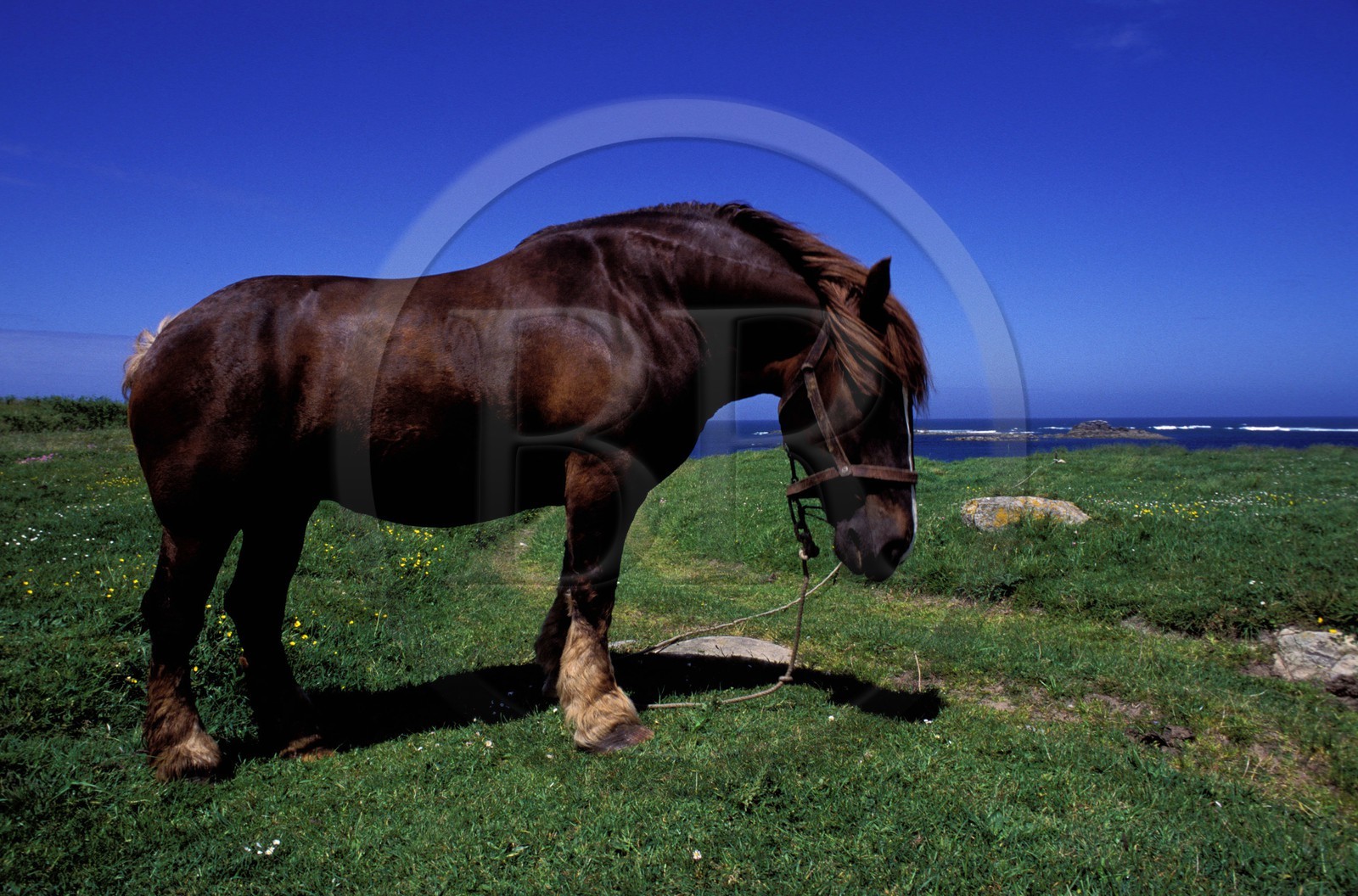 France, Finistère (29), île de Batz, cheval de labour (étalon)