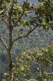 Caraïbes, Ile de la Dominique, Parc national du Morne Trois Pitons classé Patrimoine Mondial de l'UNESCO, petite buse appelée Malfini - Mangé poulé, mansefenil ou aigle des Antilles