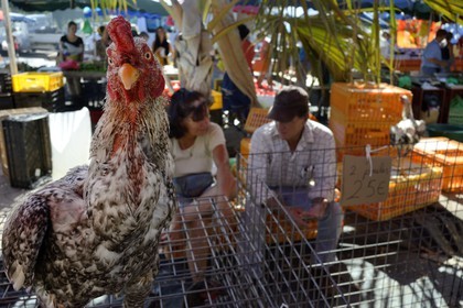 France, Reunion island (French overseas department), Saint Pierre, Saturday market, chicken stalls