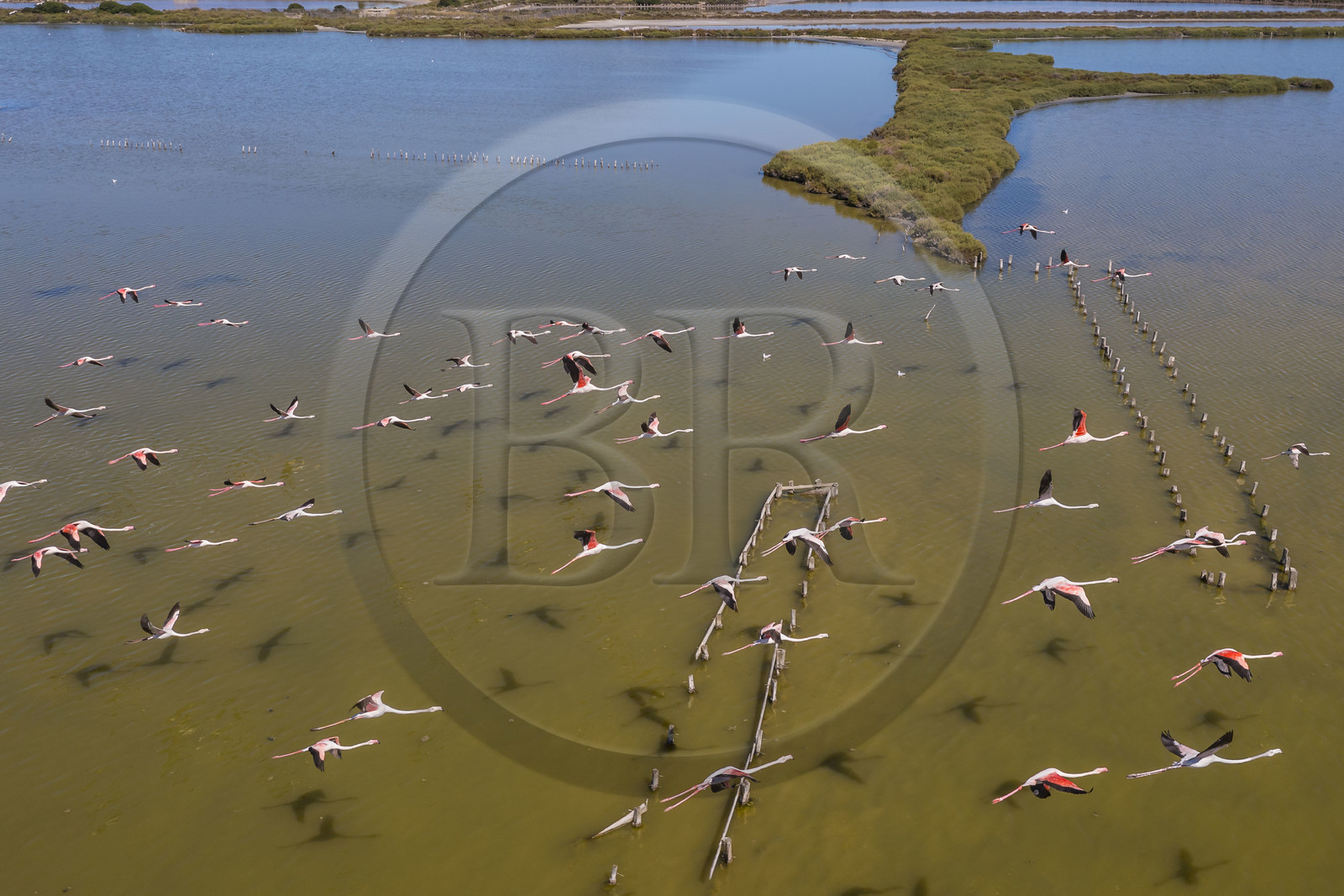 France, Hérault (34), Frontignan, vol de flamants roses (Phoenicopterus roseus) dans l'étang d'Ingril dans les anciens salins (vue aérienne)