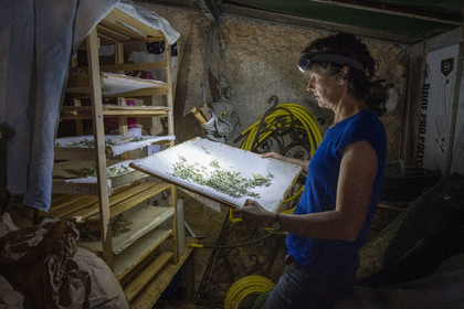 France, Alpes-Maritimes, Cap-d’Ail, Murielle Iris creator of Les Sauvages, she picks most of her plants in the mountains and lets them dry in the dark