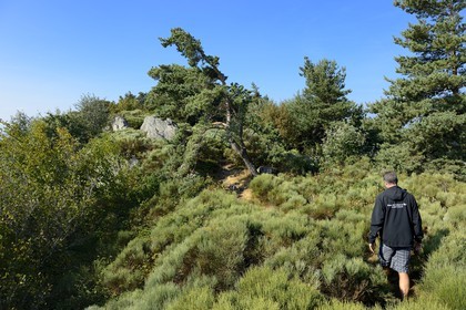 France, Loire (42), Parc Naturel Régional du Pilat, chapelle Saint-Sabin sur les crêts du massif du Pilat, paysage de lande à Genêt