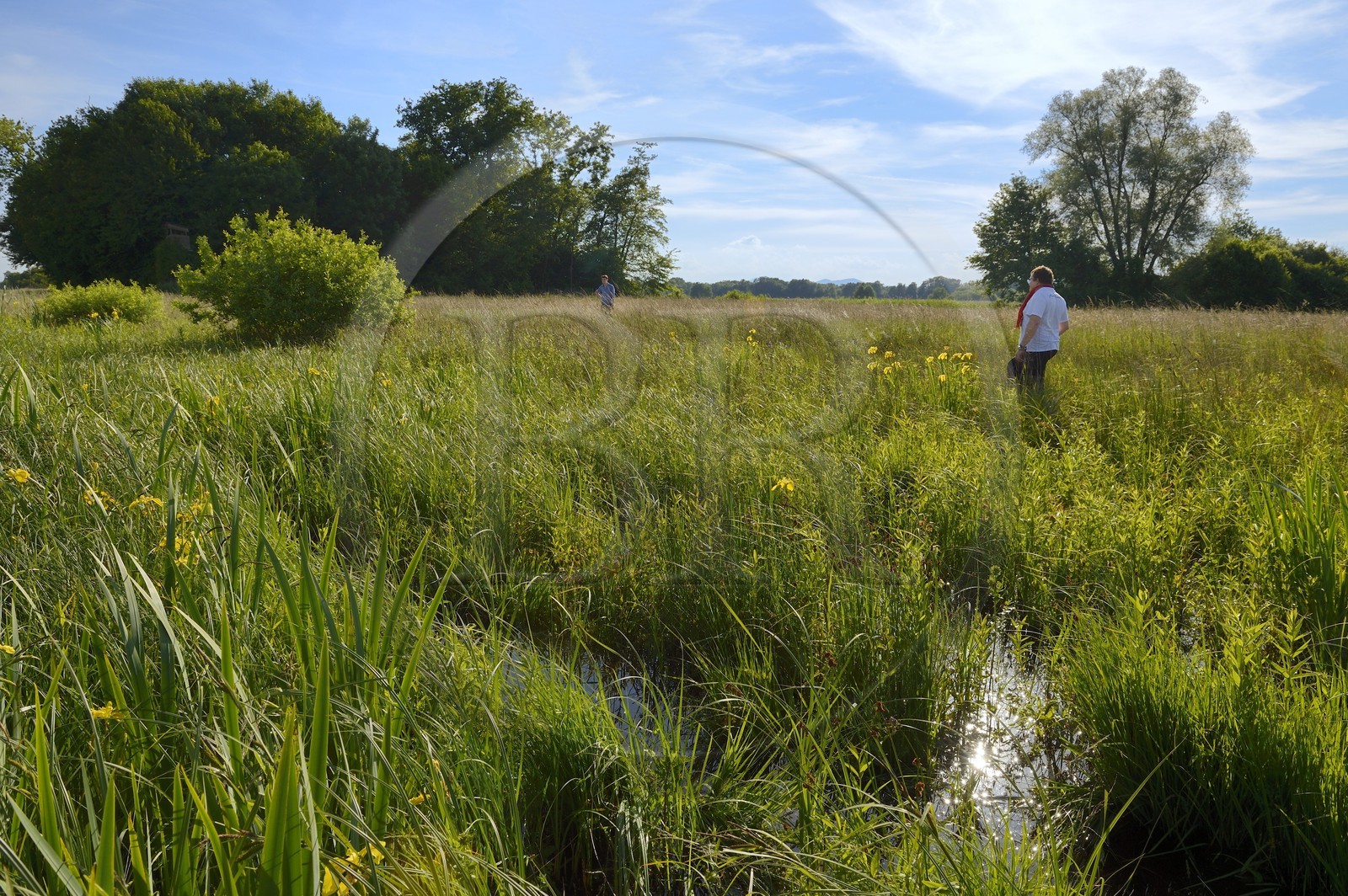 France, Bas-Rhin (67), le Grand Ried vers Herbsheim, la prairie humide
