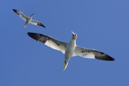 France, Côtes-d'Armor (22), Perros-Guirec, archipel et réserve ornithologique de Sept-Iles, Ile Rouzic, fous de Bassan (Morus bassanus)