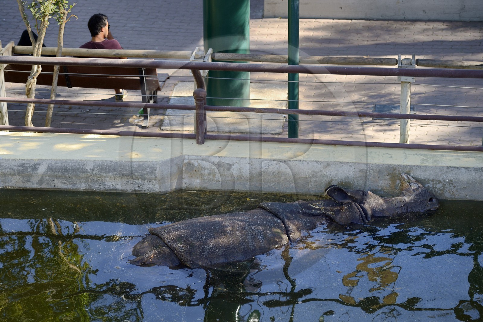 Portugal, Lisbonne, Jardin zoologique, Rhinocéros indien(Rhinoceros unicornis) Portugal, Lisbonne, Jardin zoologique, Rhinocéros indien(Rhinoceros unicornis)