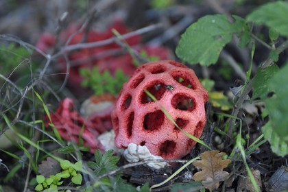 France, Var, Massif des Maures, Collobrières, Clathrus ruber mushroom, it was used in the Middle Ages by witches and spellcasters