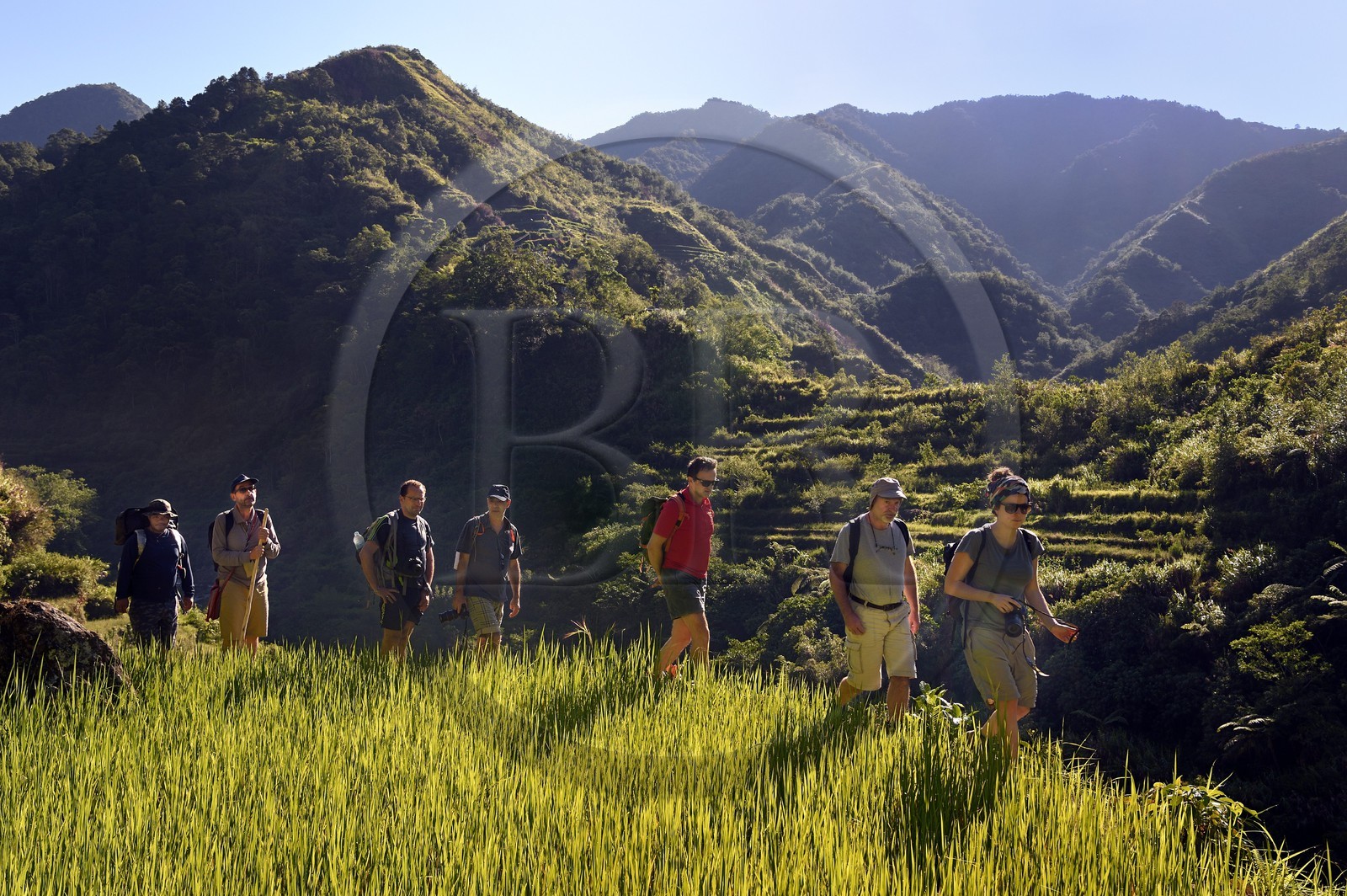 Philippines, province d'Ifugao, randonnée dans les rizières en terrasses de Banaue autour du village de Cambulo, classées Patrimoine Mondial de l'UNESCO