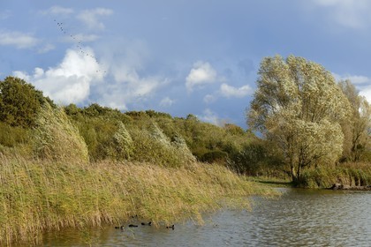 France, Meuse (55), Parc régional de Lorraine, Cotes de Meuse, Heudicourt-sous-les-Côtes, lac de la Madine, Foulques macroules (Fulica atra)
