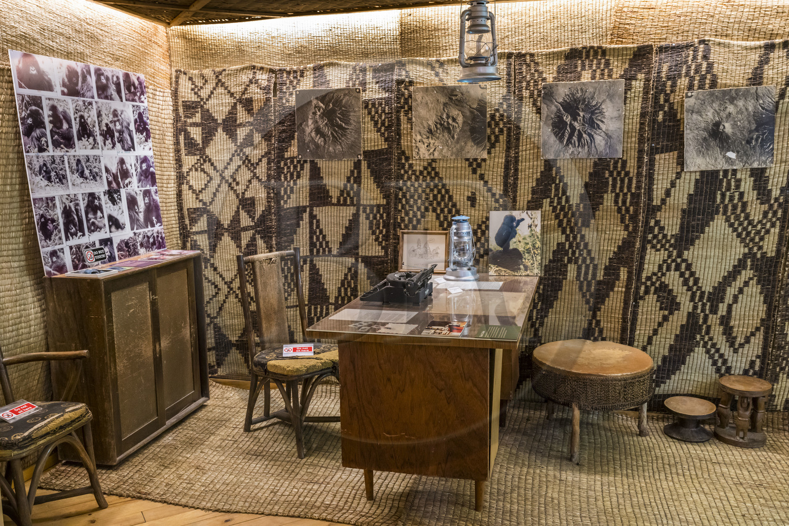 Rwanda, Province du Nord, District de Musanze (Ruhengeri), Kinigi, Campus Ellen DeGeneres du Dian Fossey Gorilla Fund, le Cindy Broder Conservation Gallery avec une exposition éducative immersive, reconstitution de la cabane de Dian Fossey à Karisoke