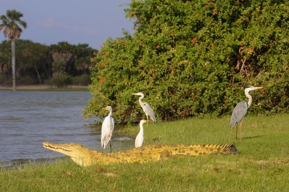 Tanzania, Selous Game Reserve is one of the largest fauna reserves of the world and designated a UNESCO World Heritage Site in 1982, Nile crocodile (Crocodylus niloticus) and herons on the lake Nzerakera from the Rufiji river