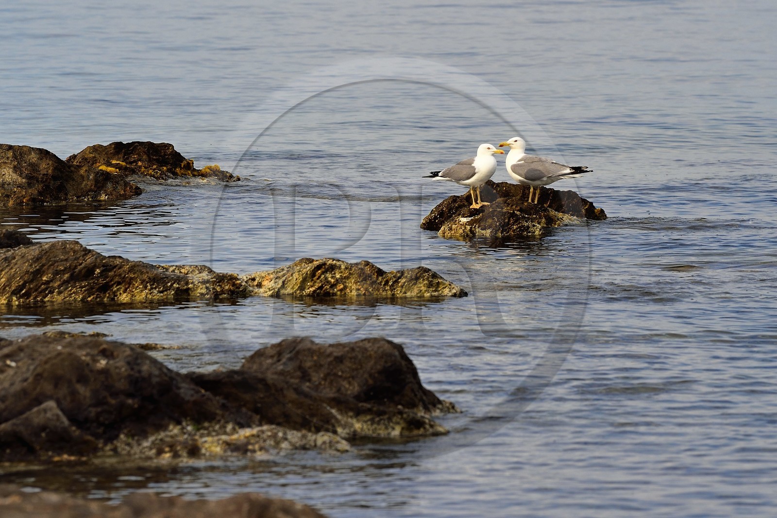 France, Var (83), Iles d'Hyères, parc national de Port Cros, Ile de Porquerolles, goélands sur un rocher