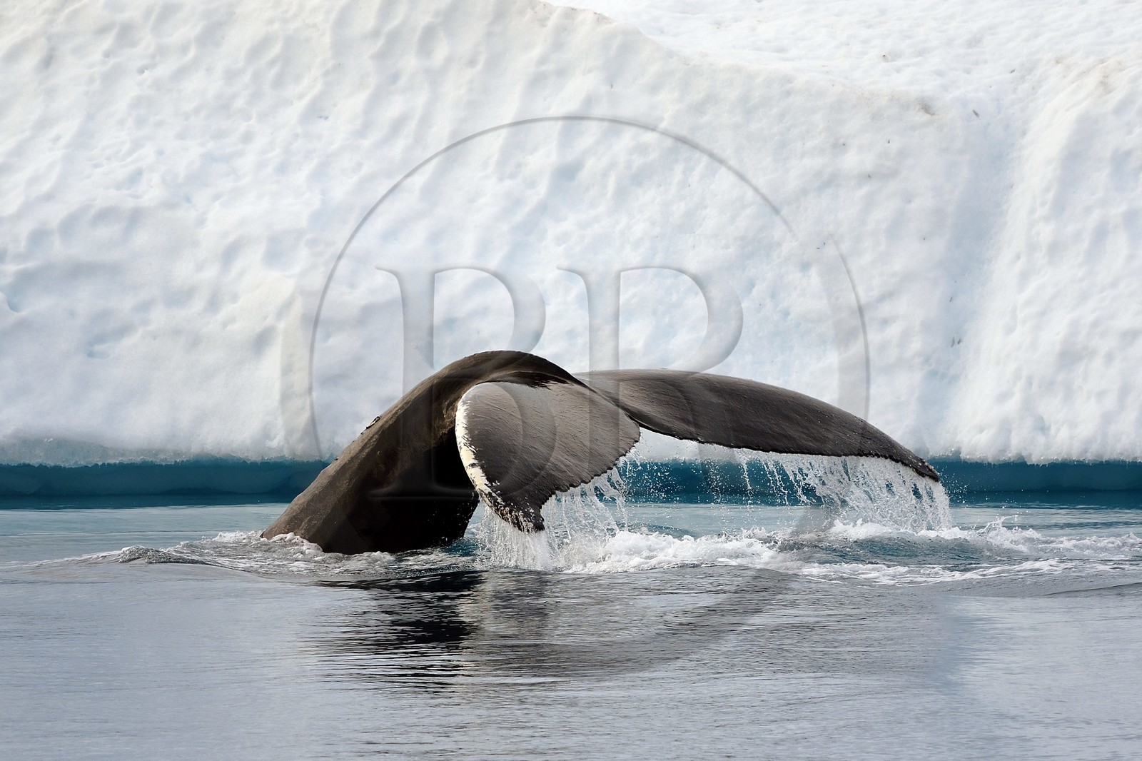 Groenland, cote ouest, baie de Disko, Ilulissat, fjord glacé classé Patrimoine Mondial de l'UNESCO qui est l’embouchure maritime du glacier Sermeq Kujalleq, queue d'une baleine à bosse ou rorqual à bosse (Megaptera novaeangliae) en plongée devant un iceberg