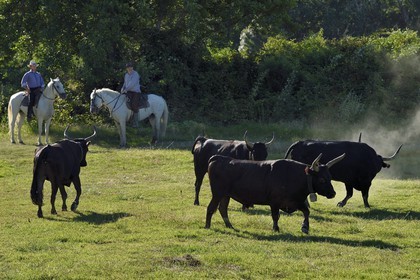 France, Bouches du Rhone, Parc naturel regional de Camargue (Regional Natural Park of Camargue), Mas du Menage, manade Saint Antoine (Cauzel), gardians with Camargue bulls called Raco di Biou