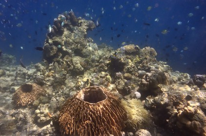 Philippines, Calamian Islands dans le nord de Palawan, Coron Island Natural Biotic Area, récif de corail