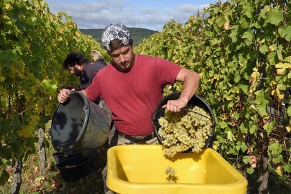 France, Haut Rhin, the Alsace Wine Route, Bergheim, grape harvest on a plot of the Wine estate Marcel Deiss
