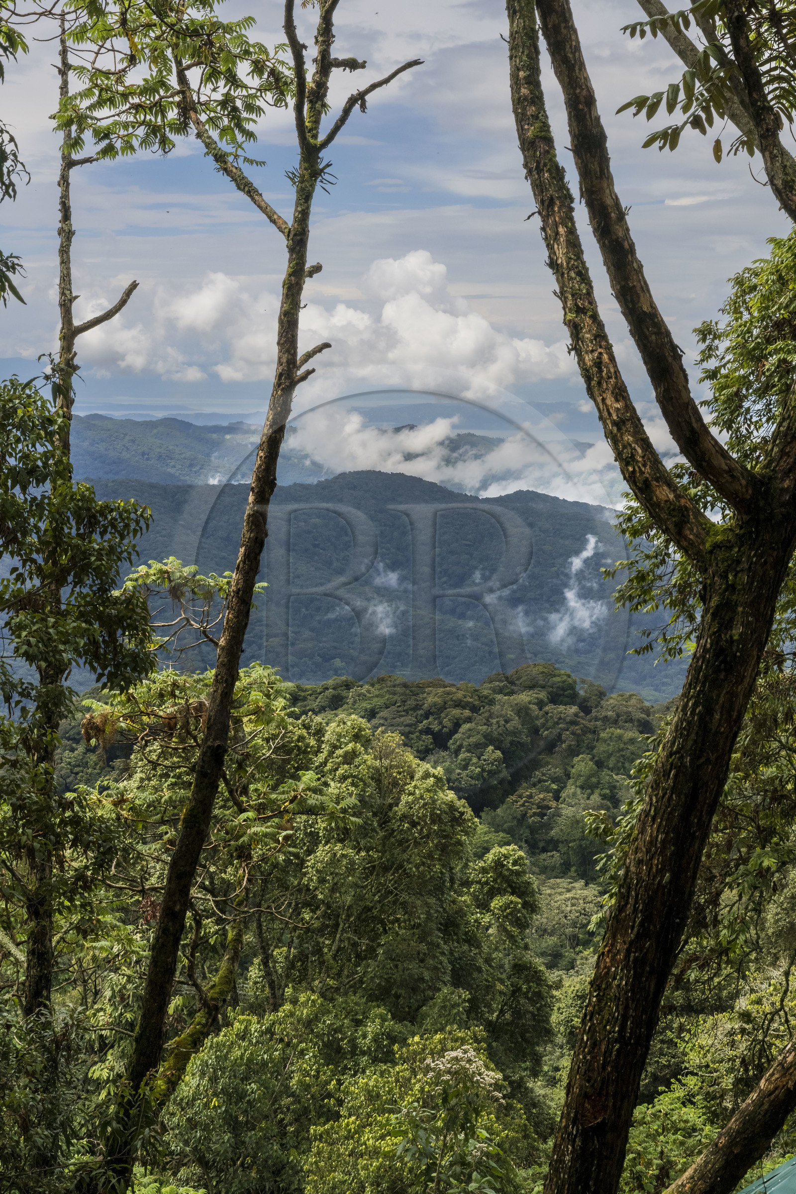 Rwanda, Province de l’Ouest, Colline Ibanda à Uwinka, Parc national de Nyungwe, la forêt tropicale