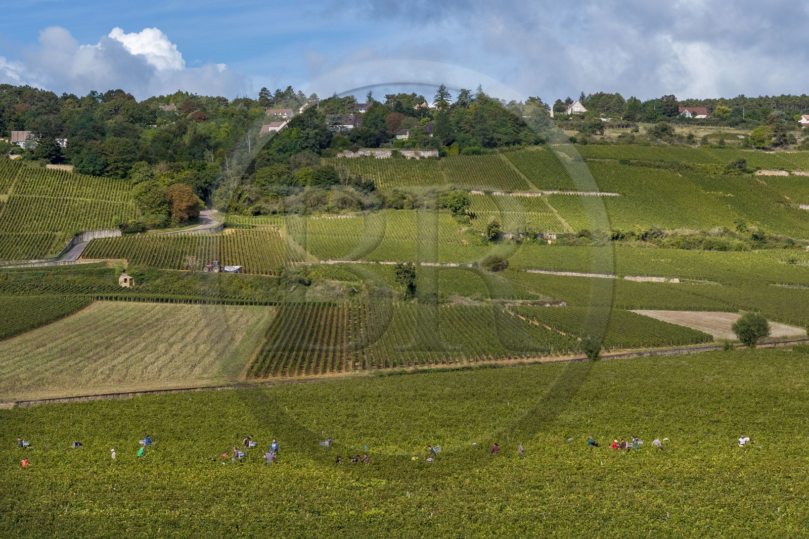 France, Côte-d'Or (21), les climats de Bourgogne classés Patrimoine Mondial de l'UNESCO, Route des Grands Crus, vignoble de la Côte de Beaune, Beaune, vendanges dans les vignes où les Hospices de Beaune possèdent des parcelles, la colline Sur Les Grèves en arrière plan (vue aérienne)