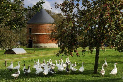 France, Seine-Maritime, Bretteville-du-Grand-Caux, Clos masure, a typical farm of Normandy that houses the Ecomuseum of the Apple and Cider in the farm, Norman goose breeding