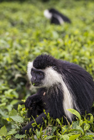 Rwanda, Province de l’Ouest, Gisakura, Parc national de Nyungwe, Colobe de Ruwenzori (Colobus angolensis ruwenzorii) dans une plantation de thédont il ne mange pas les feuilles
