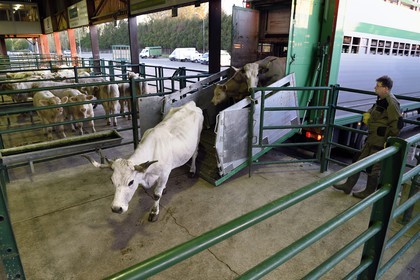 France, Seine Maritime, Forges les eaux, livestock market, the cows get off the truck in the boxes at dawn