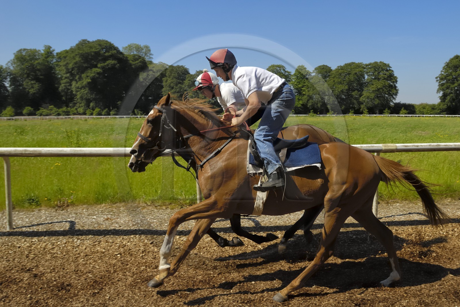 Irlande, Co. Kildare, Maynooth, harras de Moyglare (Stud), entrainement des chevaux