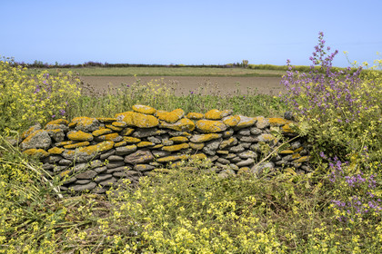 France, Finistère, Iroise Sea, Molene archipelago, Quemenes Island, dry stone wall