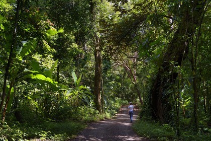 Panama, Chiriqui province, Gulf of Chiriqui National Marine Park, Isla Palenque, path through the rainforest