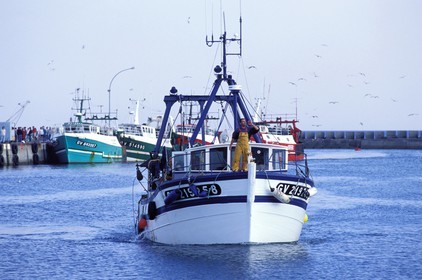 France, Finistère (29), retour de pêche dans le port de Lesconil, près du Guilvinec