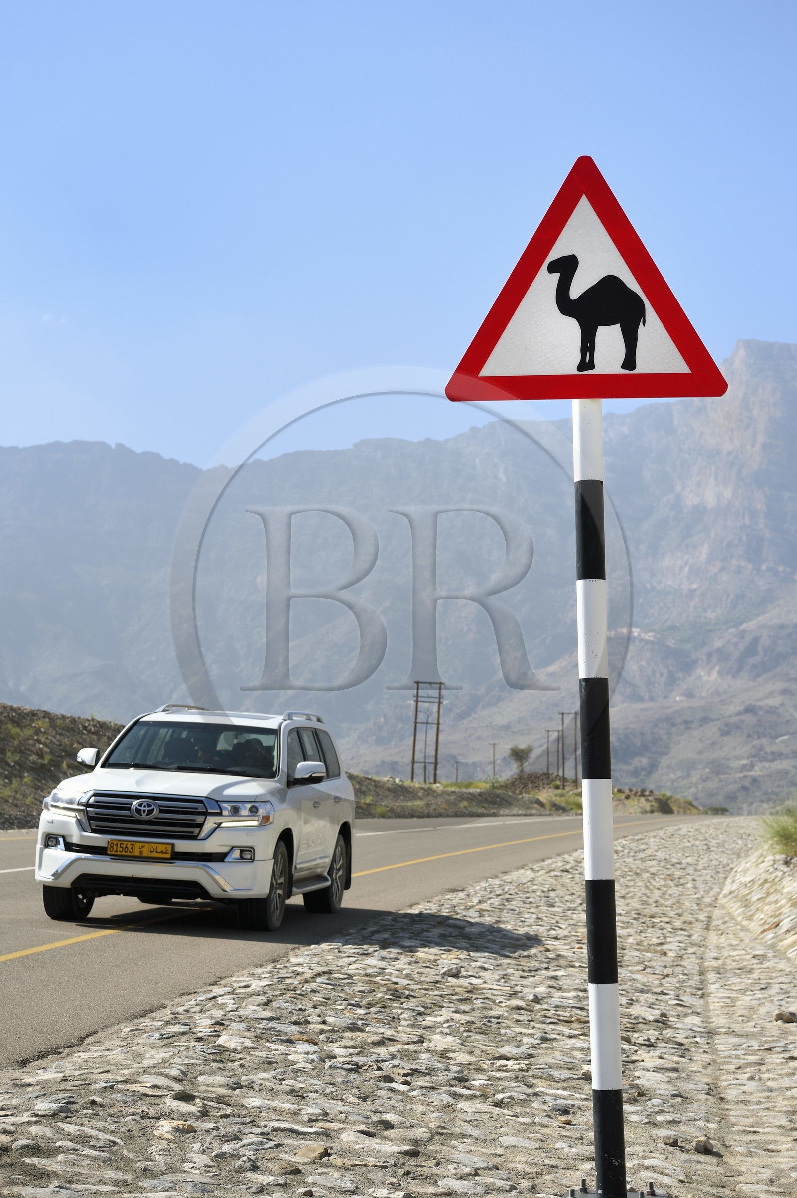 Sultanat d'Oman, gouvernorat de Al-Batina du Sud, Hajar occidental, Wadi Mistall, village de Ghubrah, panneau de signalisation de passage de dromadaires