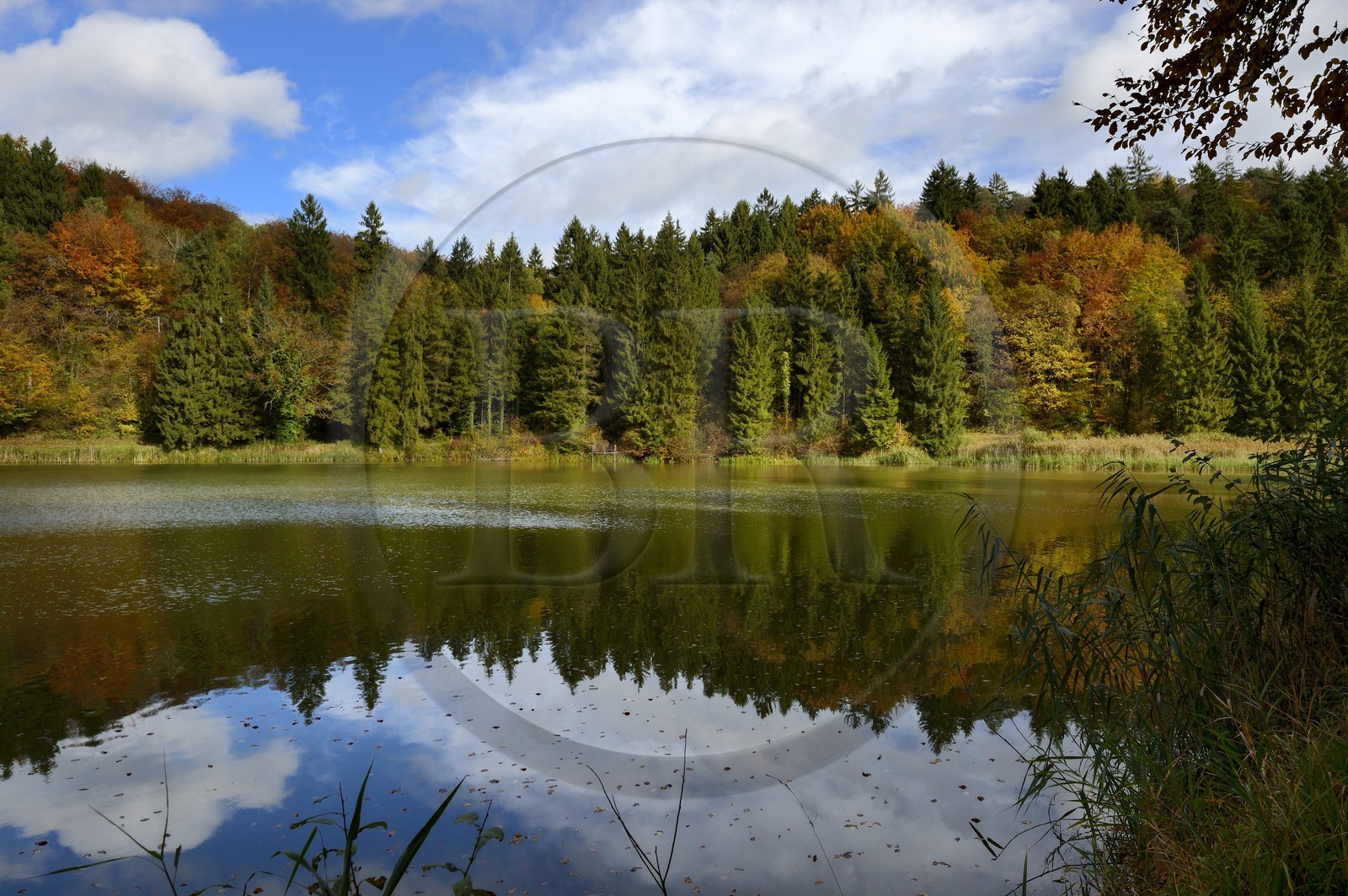 France, Meuse (55), Parc régional de Lorraine, Cotes de Meuse, Dommartin-la-Montagne, les Etangs de Longeau