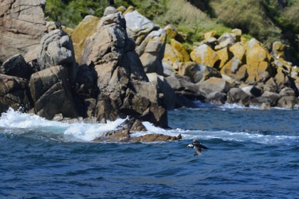 France, Côtes-d'Armor (22), Perros-Guirec, archipel et réserve ornithologique de Sept-Iles, Ile Rouzic, macareux moine (Fratercula arctica)