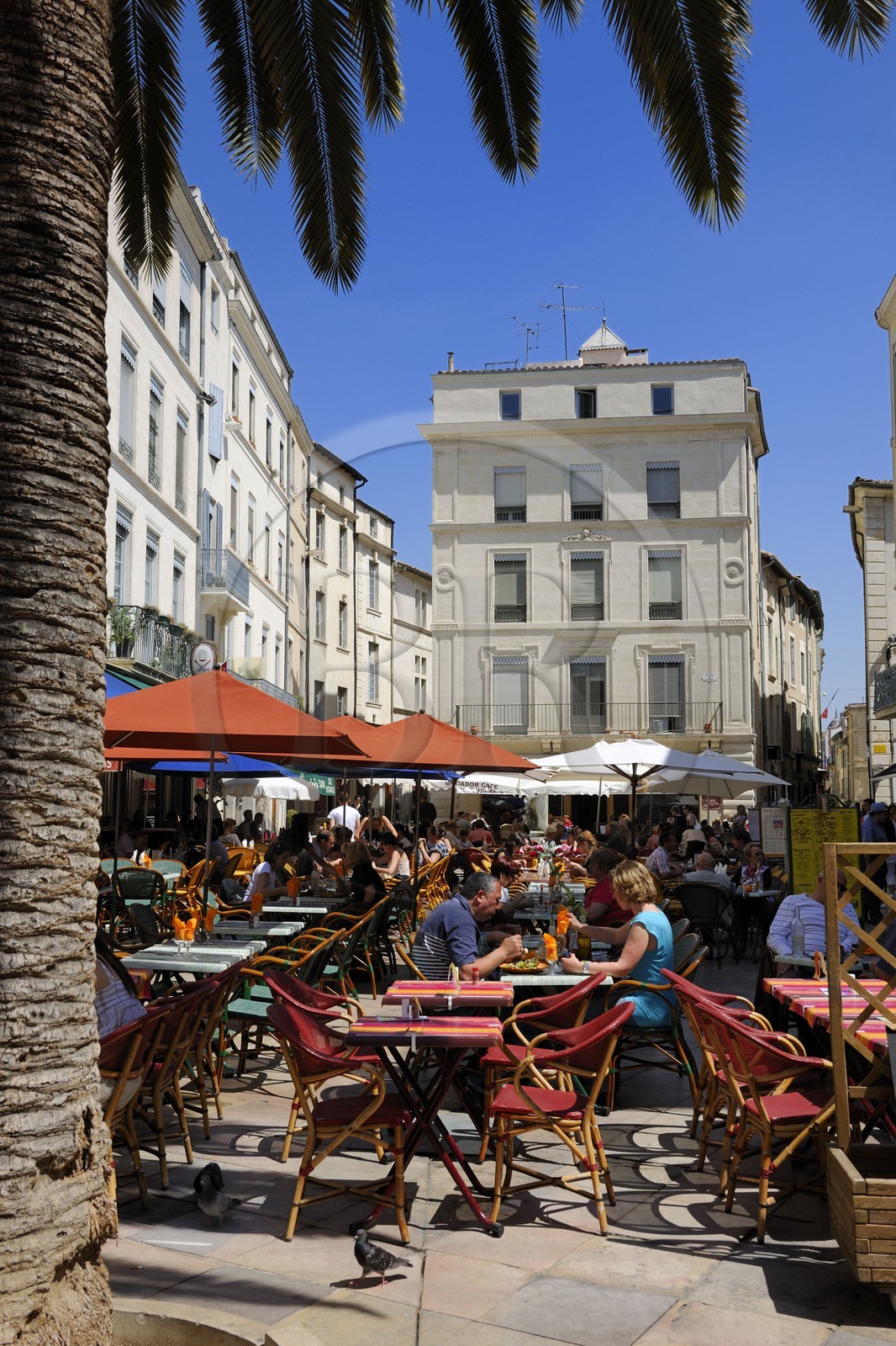 France, Gard (30), Nimes, la place du Marché France, Gard (30), Nimes, la place du Marché